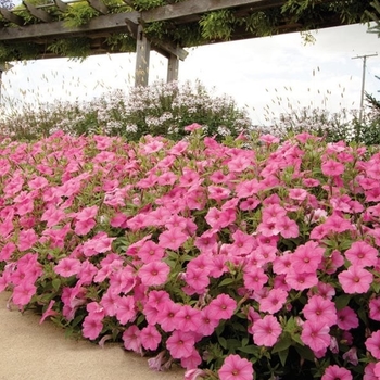 Petchoa 'Pink Ice' PP23372