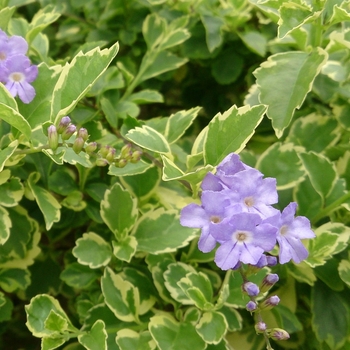 Duranta erecta 'Variegata' 
