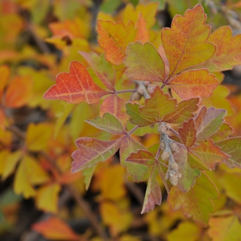 Rhus trilobata 'Autumn Amber' 
