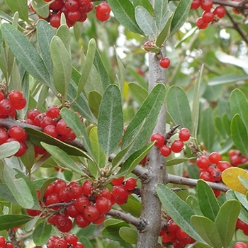 Shepherdia argentea