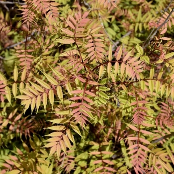 Sorbaria sorbifolia