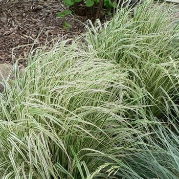 Calamagrostis acutiflora 'Hello Spring™' 