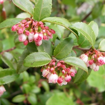 Vaccinium ovatum