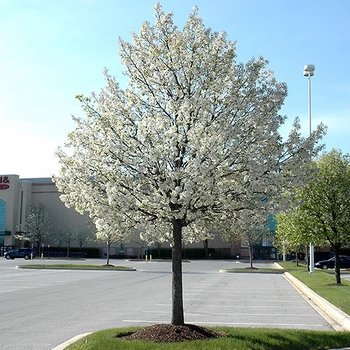 Pyrus 'Jaczam' 