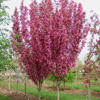 Malus 'Rejzam' 