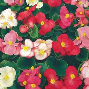 Begonia semperflorens 'Super Olympia Mixture' 