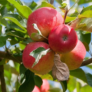 Malus domestica 'Gala' 