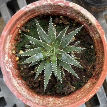Haworthia 