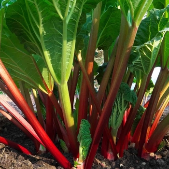 Rheum rhabarbarum 'Victoria' 