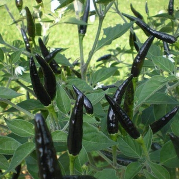 Capsicum annuum 'Thai Hot' 
