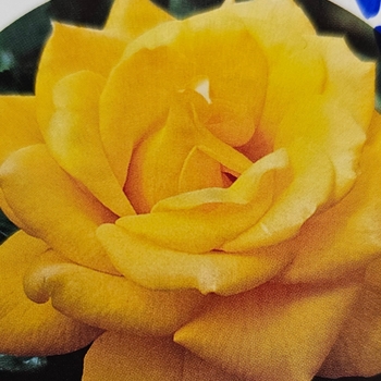 Rosa 'Henry Fonda' PP9390