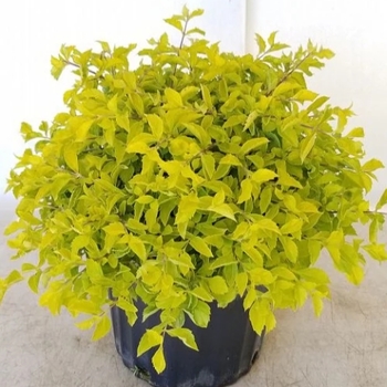 Duranta erecta 'Gold Mound' 