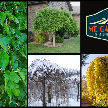 Morus alba 'Chaparral' 
