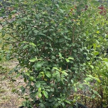 Myrcianthes fragrans