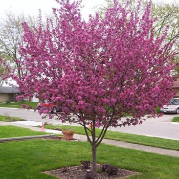 Malus 'Purple Prince' 