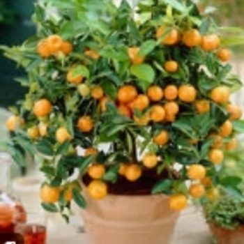 x Citrofortunella macrocarpa