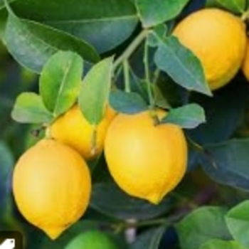 Citrus x limon 'Lisbon' 