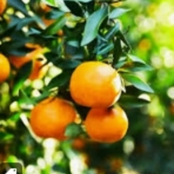 Citrus x tangelo 'Minneola' 