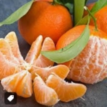 Citrus reticulata 'Dancy' 