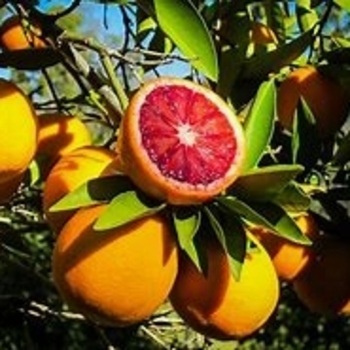 Citrus sinensis 'Moro' 