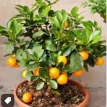 Citrus reticulata 'Owari' 