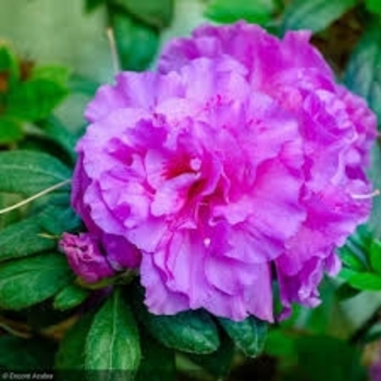 Rhododendron 'Roblezd' PPAF