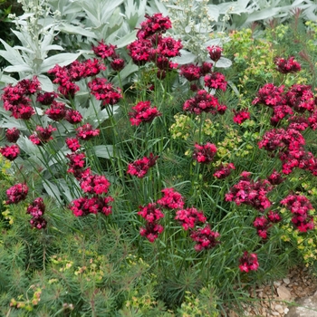 Dianthus cruentus