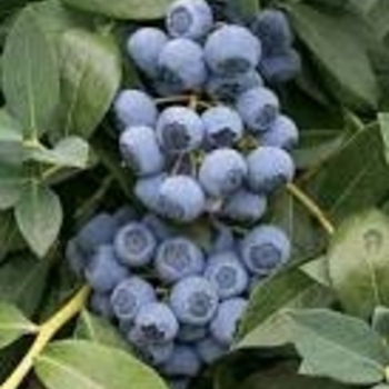 Vaccinium corymbosum 'Clockwork' PP24638