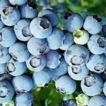 Vaccinium corymbosum 'Star' 