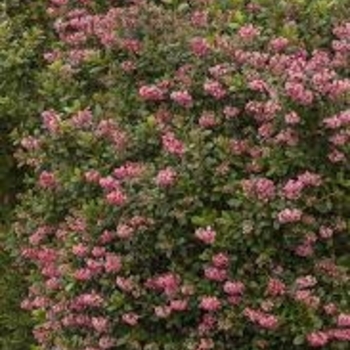 Escallonia x exoniensis 'Pink Princess' Fradesii