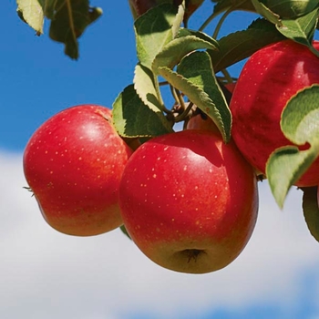 Malus domestica 'Lautz' 