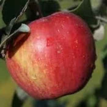 Malus 'Sweet Sixteen' 