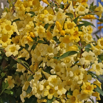 Gelsemium sempervirens 'Margarita' 