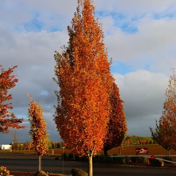 Acer rubrum 'JFS-KW78' PP25301
