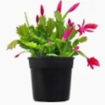 Schlumbergera truncata