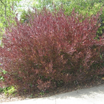 Dodonaea viscosa 'Purpurea' 