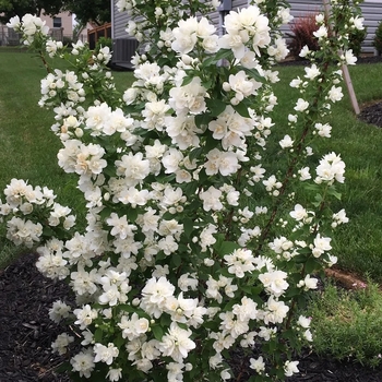 Philadelphus Lewisii 'G15-097' PP32770