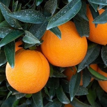 Citrus sinensis 'Washington' 