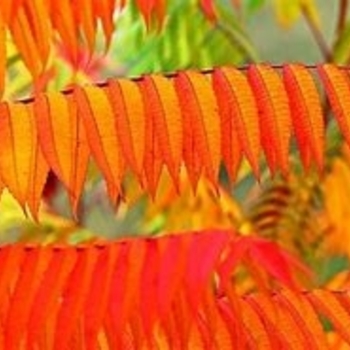 Rhus copallina