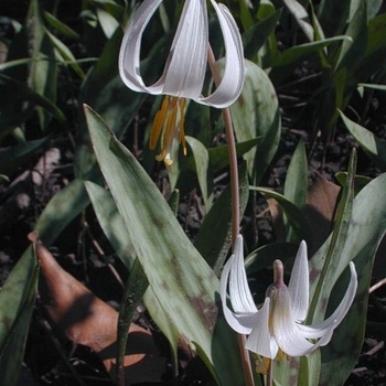 Erythronium albidum