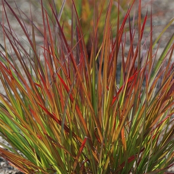 Andropogon gerardii 'Dancing Wind' PP26892