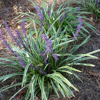 Liriope muscari 'Aztec Grass' 