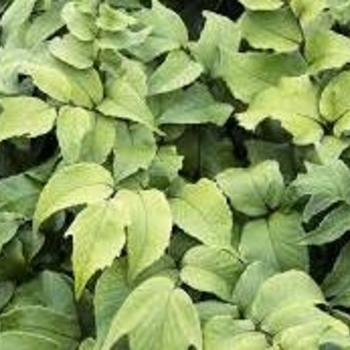 Cyrtomium fortunei 'Monstgo'