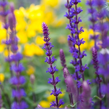 Salvia nemorosa 'ALKLF' PP28393