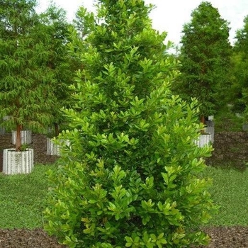 Ilex x attenuata 'IABOF' 