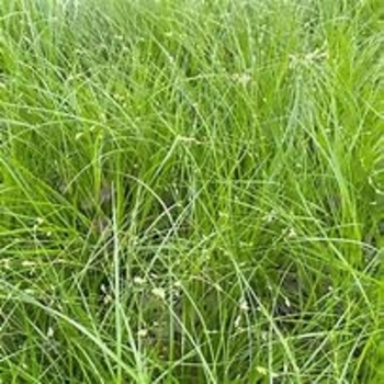Carex appalachica