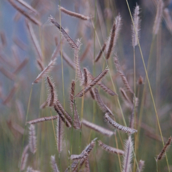 Bouteloua gracilis 'Honeycomb' PP33101