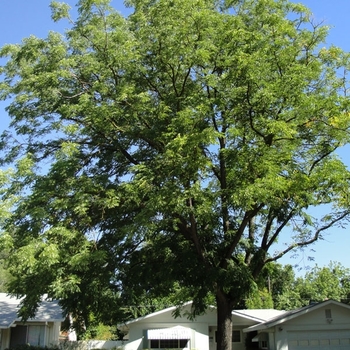 Gymnocladus dioicus 'Espresso-JFS' 