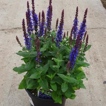 Salvia nemorosa 'Sensation® Deep Blue Improved' ppaf
