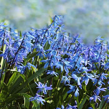 Scilla siberica